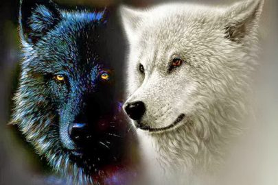 Black and White Wolf yorkshire rose 21570902 1024 768