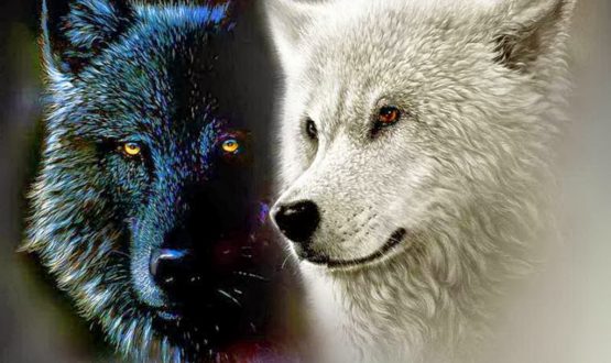 Black and White Wolf yorkshire rose 21570902 1024 768